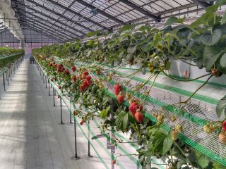 じゃらん初夏セール 電車でいけるいちご狩り 4品種40分間食べ放題 練乳持ち込みok コロナ対策実施中 幡山農園 じゃらん遊び体験 じゃらん初夏セール 電車でいけるいちご狩り 4品種40分間食べ放題 練乳持ち込みok コロナ対策実施中 幡山農園 じゃらん遊び体験