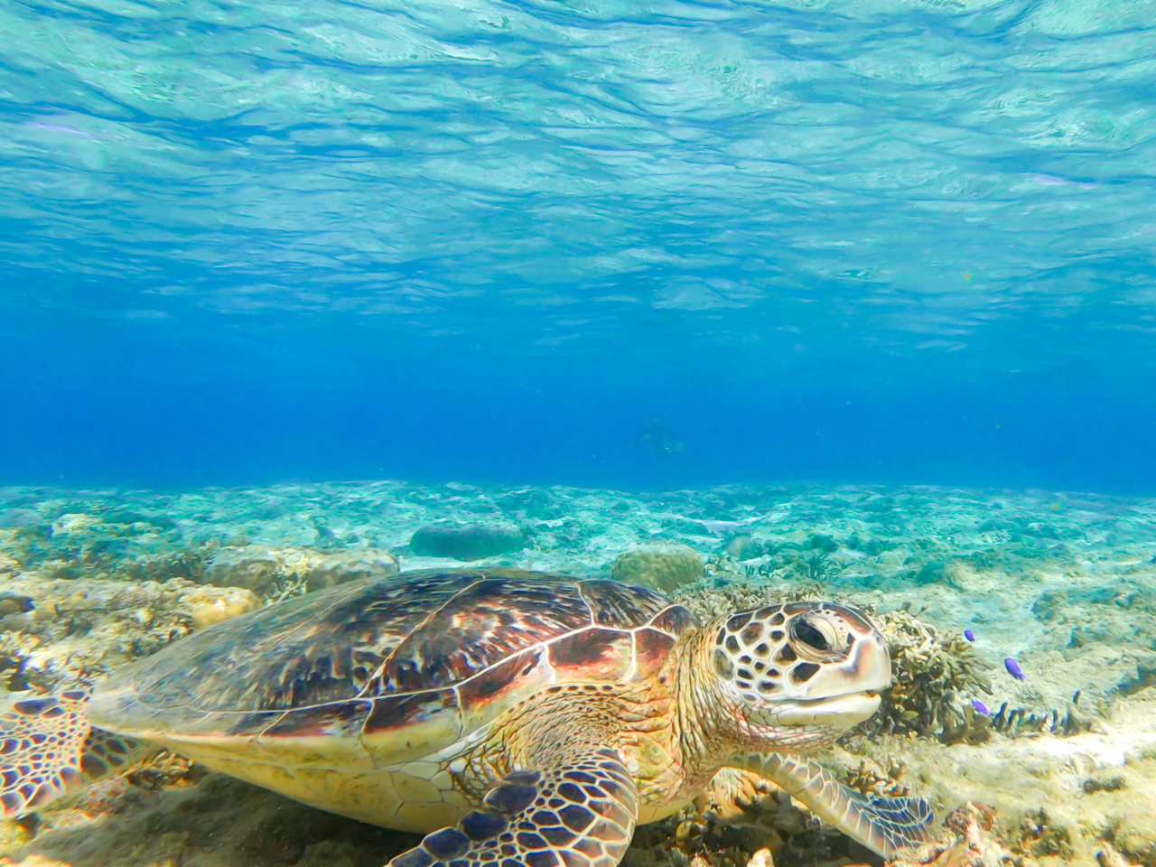 E~Kn߂񐶂ɉ邩?II