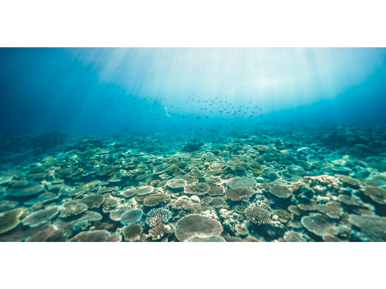 ���ꂼ�����I�I�X��Q���͂܂��Ƀp���_�C�X�I�I