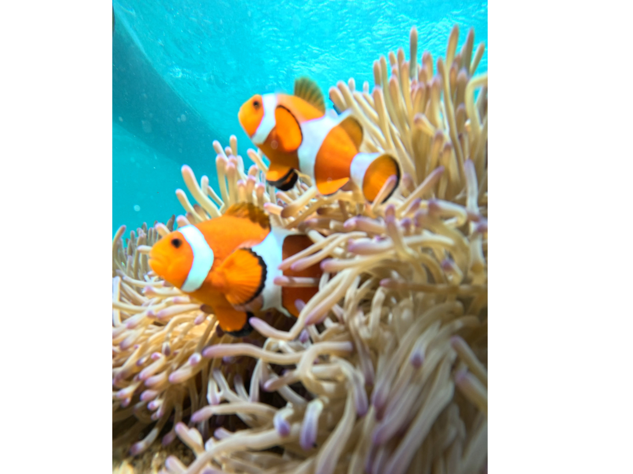 �j�����݂�Ȃ�҂��Ă��`�I