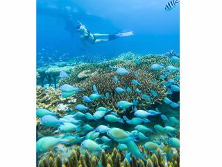 最強コスパ!ボートシュノーケルツアー開始だああ!!