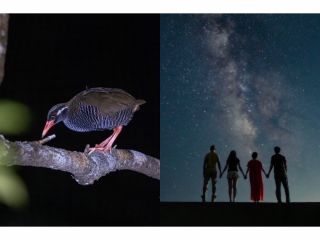 ヤンバルナイトサファリの世界へようこそ!!!!!