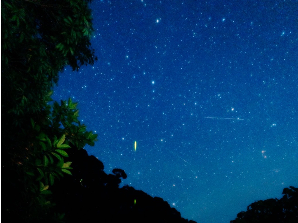 �P�����ɗ΂̃z�^���i�z�^���j����