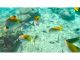 熱帯魚の楽園♪沢山の海の生き物と泳げるぞ?!