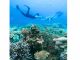 モリモリ珊瑚!沢山の海の生き物と泳げるぞ?!