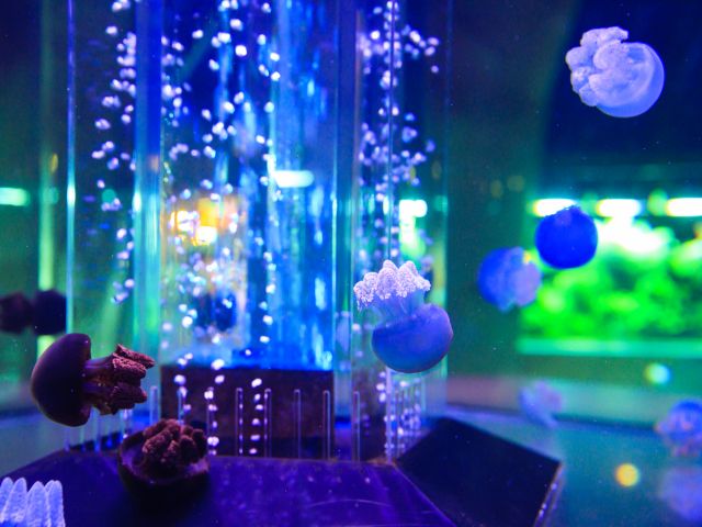 時之栖水中楽園aquarium入館チケット 日本最大級の金魚水族館 カップルやファミリーにもオススメ 御殿場高原時之栖 水中楽園アクアリウム じゃらん遊び体験 時之栖水中楽園aquarium入館チケット 日本最大級の金魚水族館 カップルやファミリーにもオススメ 御殿場高原時之栖 水中楽園アクアリウム じゃらん遊び体験