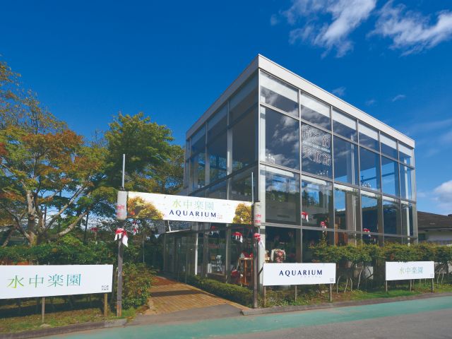 水中楽園AQUARIUMは、金魚・クラゲ・熱帯魚・メダカを展示しています。