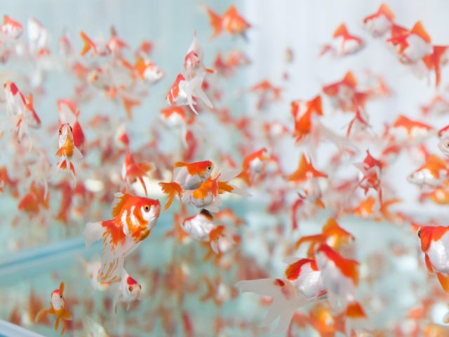金魚って、こんなにも種類がいたんだと、驚きと発見があります。