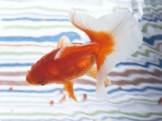 天然記念物の金魚も展示中です。(写真は高知県の天然記念物に指定されている土佐金)        ☆尾ヒレが何とも美しい☆