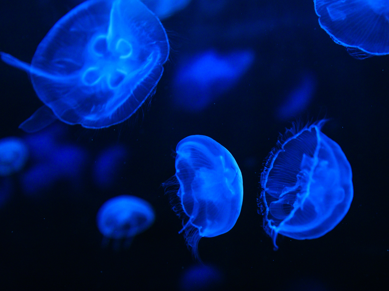 ふわふわと、漂う姿を見ているだけで、日常を忘れてしまいます。