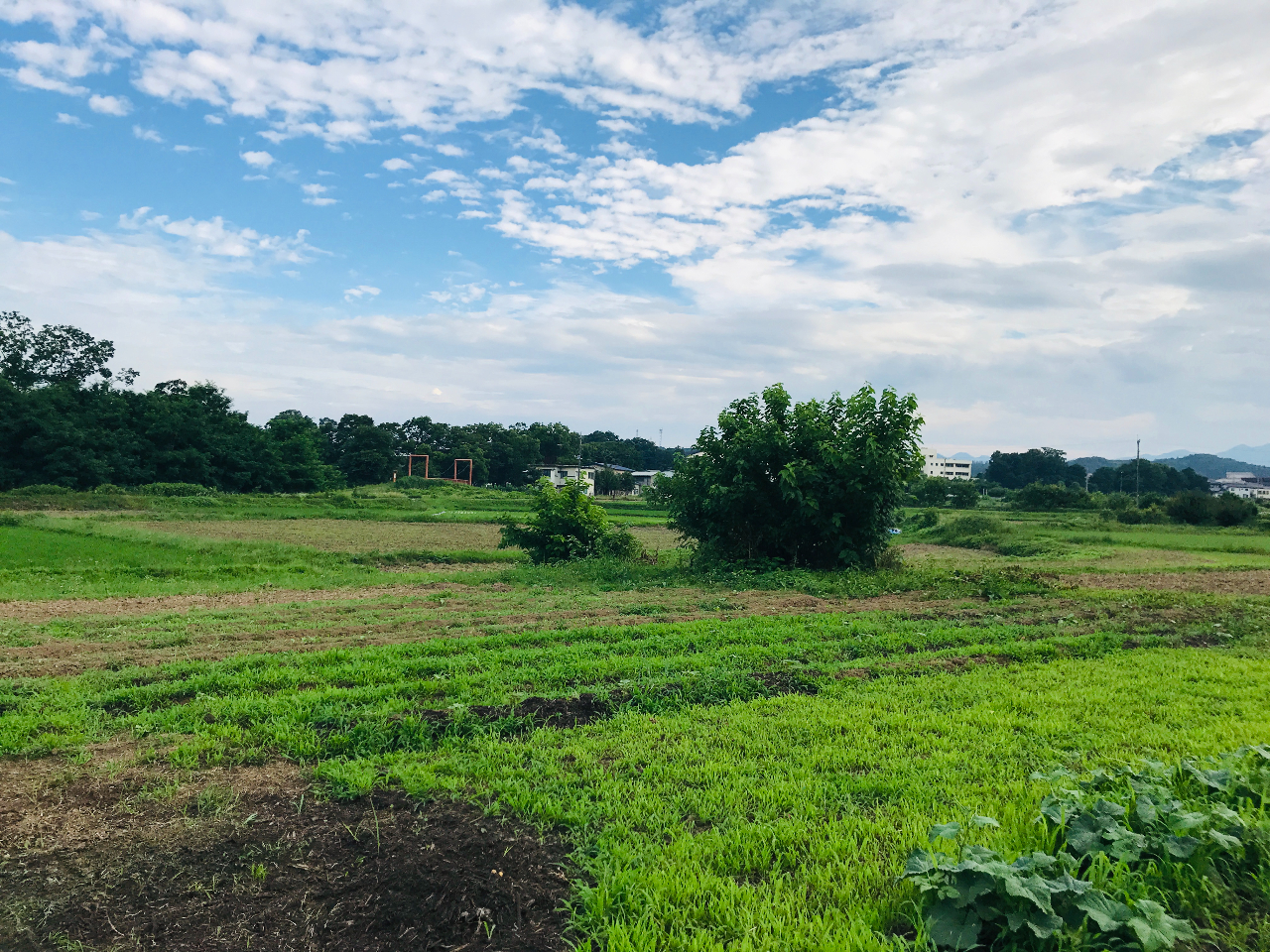 �J���I�Ȕ_���ł������܂������