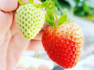 鳥取県うまれの品種『とっておき』とっても甘くて、ジューシーです。