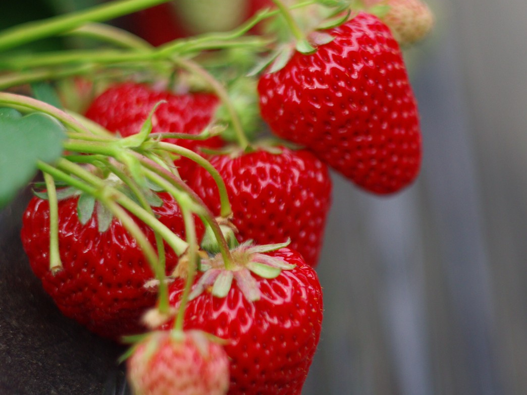 3 1 3 31 甲府盆地の真ん中で土耕栽培の濃い味いちご狩り40分間 ファミリーにおすすめ 紅果園 じゃらん遊び体験 3 1 3 31 甲府盆地の真ん中で土耕栽培の濃い味いちご狩り40分間 ファミリーにおすすめ 紅果園 じゃらん遊び体験