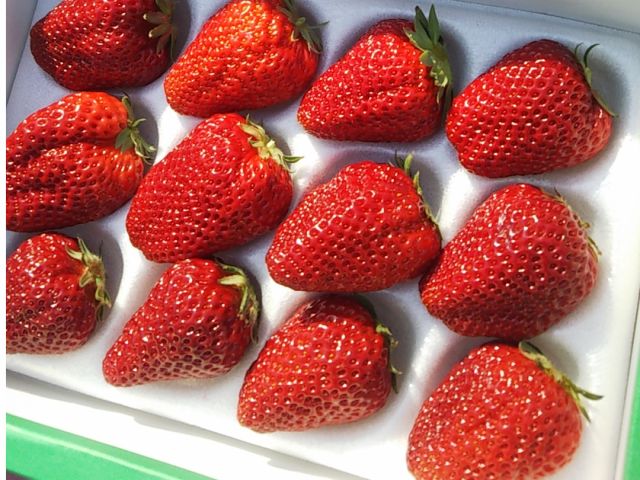 3 1 3 31 甲府盆地の真ん中で土耕栽培の濃い味いちご狩り40分間 ファミリーにおすすめ 紅果園 じゃらん遊び体験 3 1 3 31 甲府盆地の真ん中で土耕栽培の濃い味いちご狩り40分間 ファミリーにおすすめ 紅果園 じゃらん遊び体験