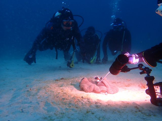 トウアカクマノミ