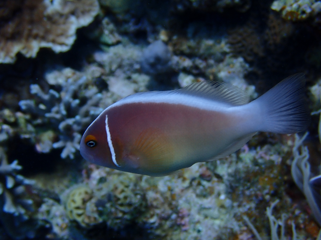 ハナビラクマノミ