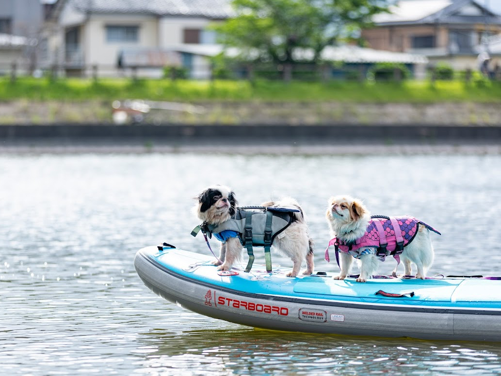 看板犬の『レイディ』と『クシナ』も皆様の事をお待ちしております☆