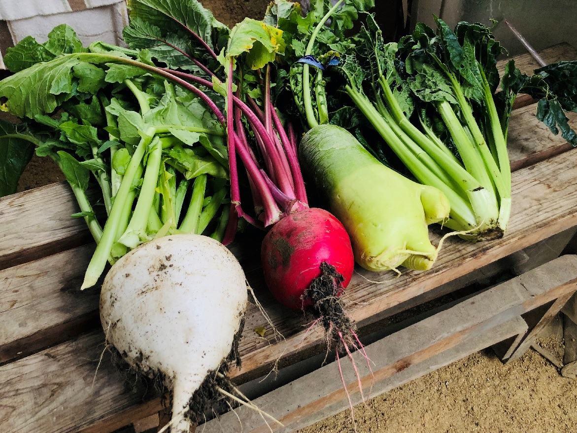 無農薬 野菜狩り 冬のお野菜収穫体験 3種類好きなものを収穫 ファミリー 浅子ファーム じゃらん遊び体験