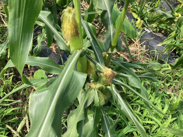 無農薬 野菜狩り トウモロコシ収穫体験 甘くて美味しい ファミリーの方にもオススメ 浅子ファーム じゃらん遊び体験 無農薬 野菜狩り トウモロコシ収穫体験 甘くて美味しい ファミリーの方にもオススメ 浅子ファーム じゃらん遊び体験