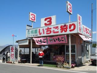 【山梨県甲府市】(2月1日〜2月28日)有機栽培のこだわりいちごを召し上がれ♪いちご狩り40分間プラン☆彡