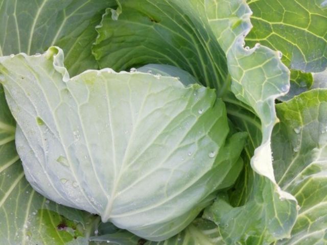 野菜収穫体験 千葉 野田 超新鮮 朝露したたるキャベツ ブロッコリーを収穫できます 小学生までは料金無料 ファミリー カップルオススメ 遠藤ファームat じゃらん遊び体験 野菜収穫体験 千葉 野田 超新鮮 朝露したたるキャベツ ブロッコリーを収穫できます 小学生までは料金無料 ファミリー カップルオススメ 遠藤ファームat じゃらん遊び体験