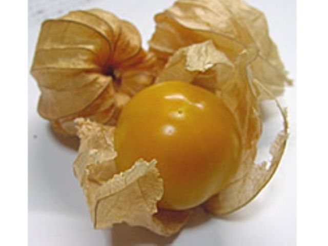 希少な南国フルーツの収穫体験など トロピカル プラネット じゃらん遊び体験 希少な南国フルーツの収穫体験など トロピカル プラネット じゃらん遊び体験