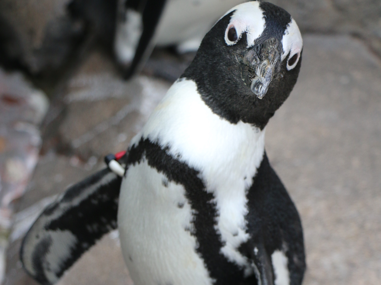 2022/7/15ɂ̓P[vyM̐V{݂I[vI