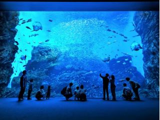 南三陸の海を再現した大水槽は圧巻!まるで、三陸の海を切り抜いたような美しさ。太陽の光がそのまま降りそそぎ、生きものたち本来の色鮮やかな姿を演出します。