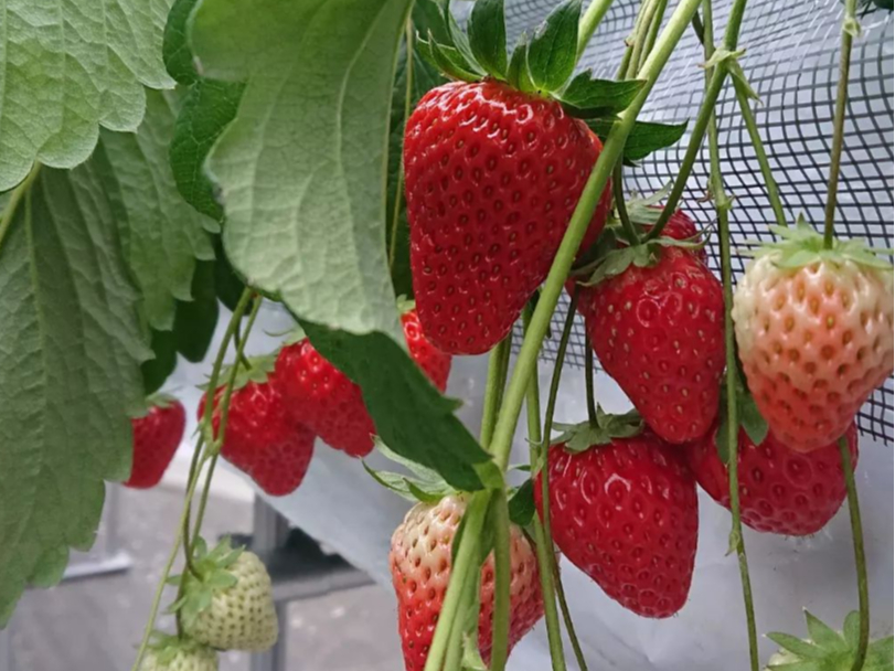 好評につきべにたま増量！／開園～GWまで【吉見町/いちご狩り】最大3