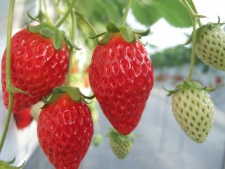 章姫(あきひめ)いちごが皆様をお出迎え☆