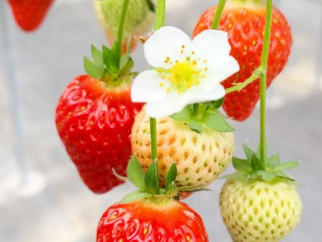ゆめのかいちごは、愛知県オリジナルの品種★直売所に並んでいるときは、ぜひお土産にしてみてください!