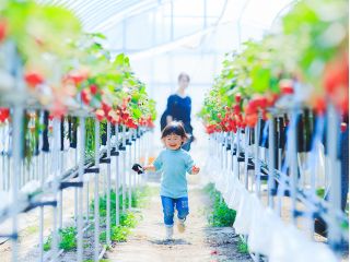 1/4〜4/7予約【愛知・知多】いちご狩り・3種のいちご食べ比べ【40分食べ放題】