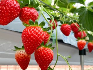 たわわに実る、真っ赤ないちご!いちご摘みの楽しさを体験♪