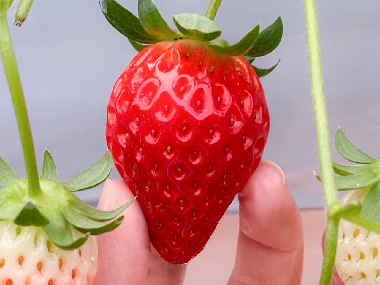 ԂԂ̎肪オĂ̂́AnĂĊÂƂTC