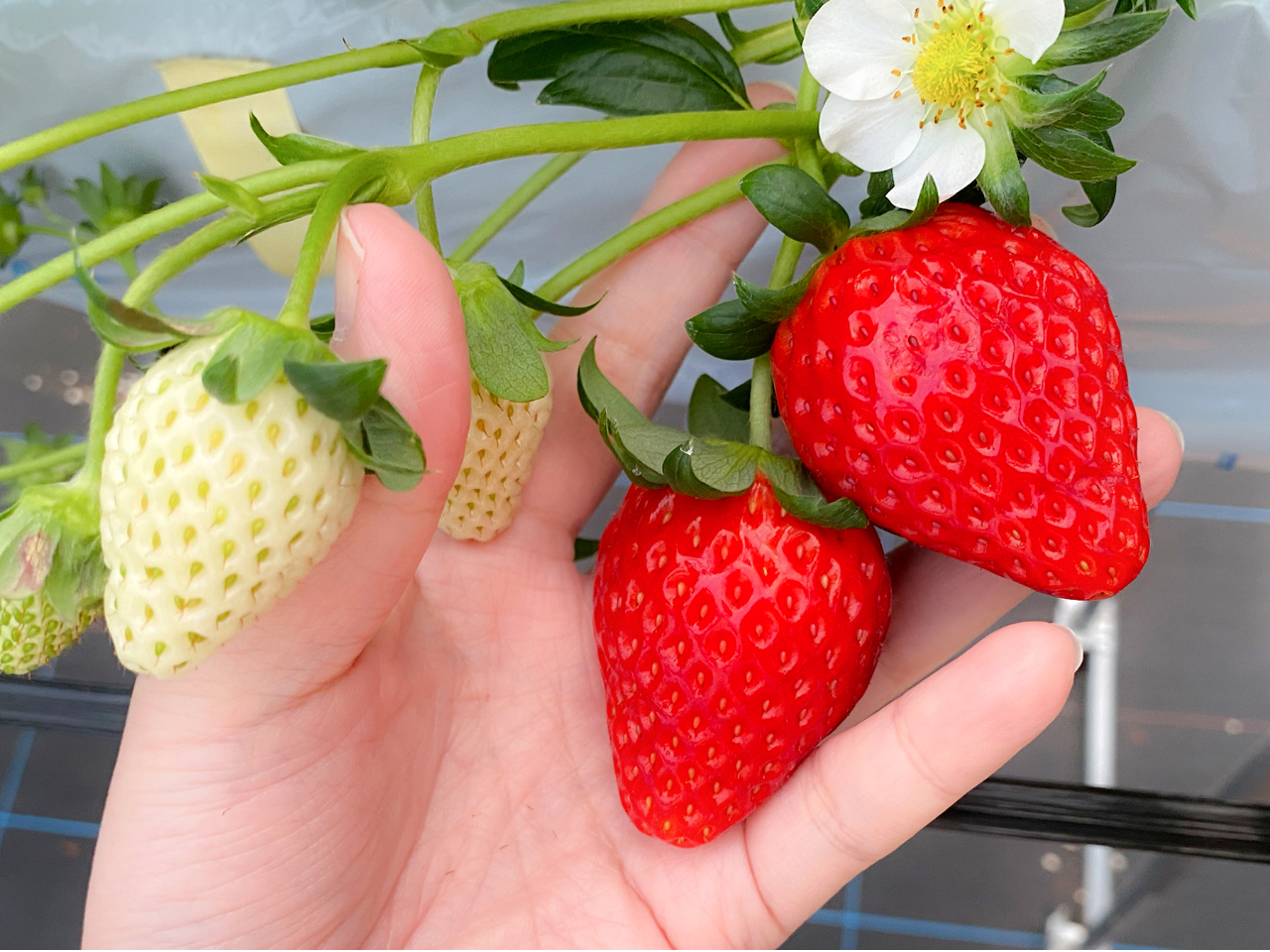 ΂傫ȂE߂̂͒NIH Ԃ̑傫ׂĂ݂悤 OO