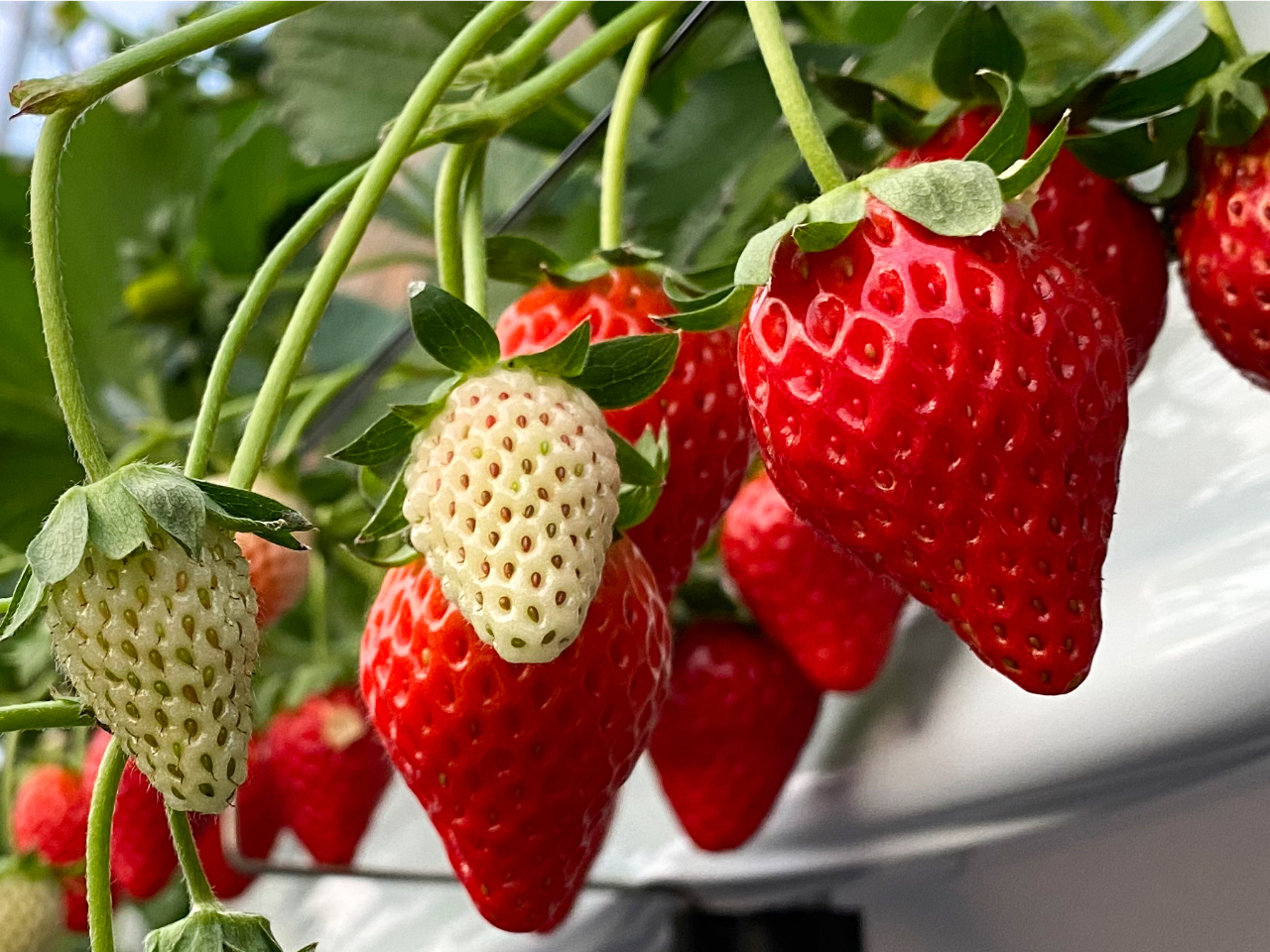 w^̋߂܂ŐԂN₩ŁA\ʂɃĉ邢Eݎiiɂ܂̂ŁAڂm肽͓nEX̃X^btɕĂ݂ĂˁBj