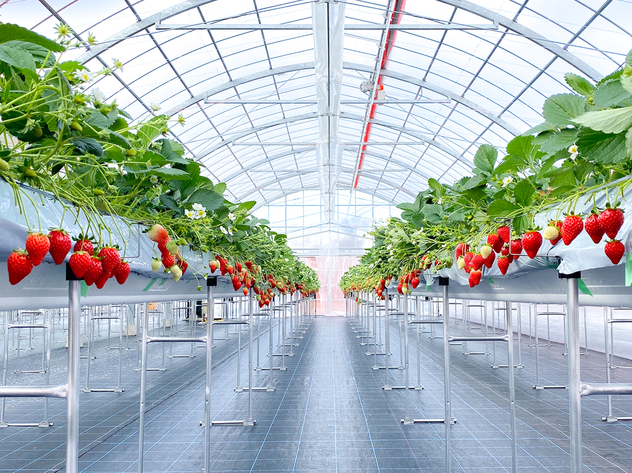 ���邭�����ȃr�j�[���n�E�X�ŁA�������y�ł͂���܂���B����m�������������Ȃ����ɂ������߁� �������u�ԁA�������̊Á`������ɕ�܂�܂� *��K�*�* ��