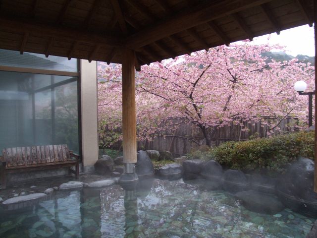 伊豆 河津桜まつり お座敷貸切席にてゆったりお花見弁当 温泉入浴プラン 1日4組限定 ファミリー カップルにおすすめ 河津町観光協会 じゃらん遊び体験 伊豆 河津桜まつり お座敷貸切席にてゆったりお花見弁当 温泉入浴プラン 1日4組限定 ファミリー カップルにおすすめ 河津町観光協会 じゃらん遊び体験