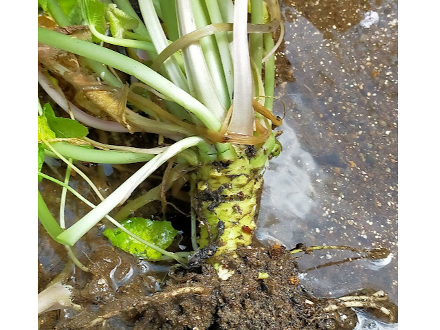世界農業遺産認定！伊豆河津町 水わさび収穫体験！！/河津町観光協会