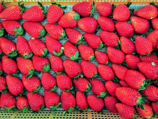 \2023年2月オープン予定/茨城県オリジナル品種 【いばらキッス】食べに来てくださいね♪