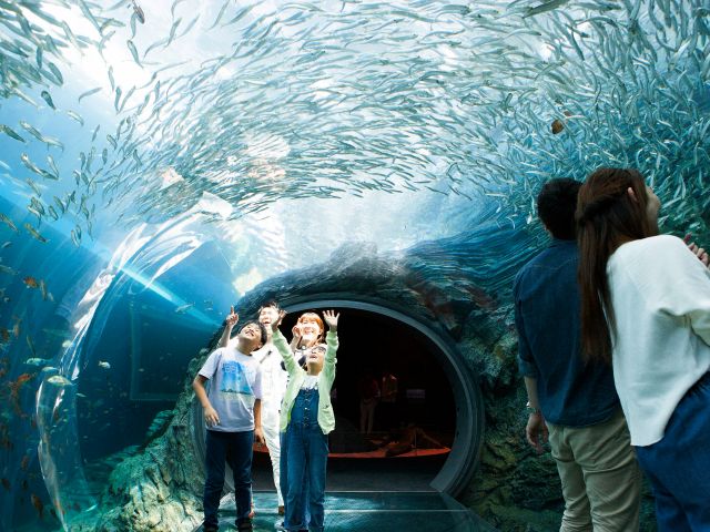 うみがたりチューブ(水中トンネル)日本海は、表層を流れる対馬暖流と深層にある冷たい水塊「日本海固有水」によって、さまざまな生きものがくらせる特別な環境。