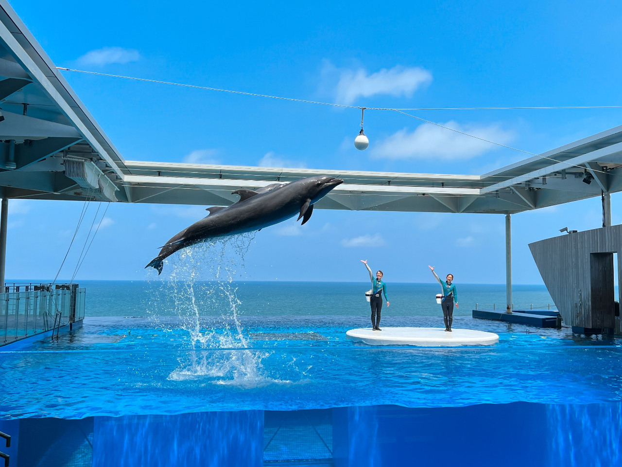 ドルフィンパフォーマンス(3F)バンドウイルカがまるで日本海と繋がっているようなプールで力強いパフォーマンスを披露します♪