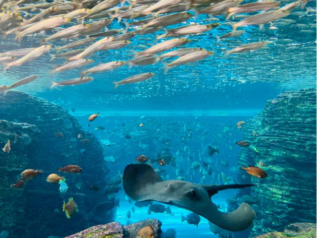 うみがたり大水槽 イワシの群泳やコブダイ、ホシエイなど50種38,000点の生きものと日本海の魅力あふれる「うみがたり大水槽」。