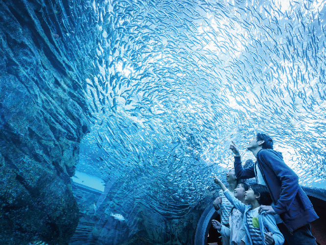 {Ce[}ɂu݂吅vA360xANKX̊Cglu݂`[uvȂǁA{Cɐ鐶̂ԋ߂ł܂I