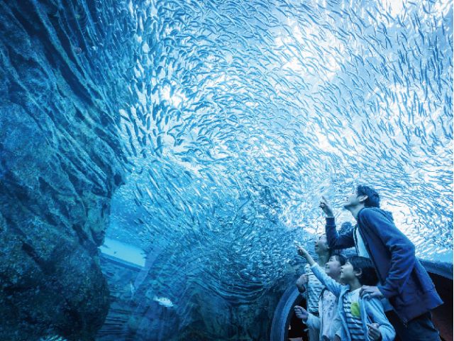 日本海をテーマにした「うみがたり大水槽」や、360度アクリルガラスの海中トンネル「うみがたりチューブ」など、日本海に生息する生きものを間近でご覧いただけます!