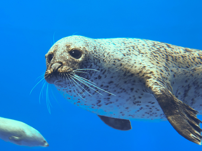 ふれんどプール(2F)3F「ふれんどプール」の下部に位置し、ゴマフアザラシが水中をのんびりと泳ぐ様子をご覧いただけます♪