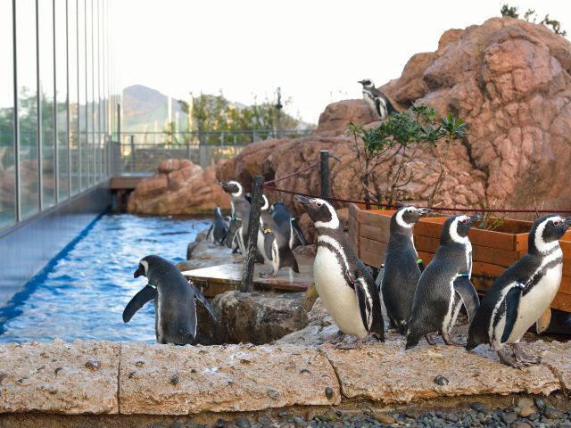マゼランペンギンミュージアム(2F)マゼランペンギンの一大生息地であるアルゼンチン共和国のプンタ・トンボをイメージした展示エリアで、ペンギンたちを間近で観察!