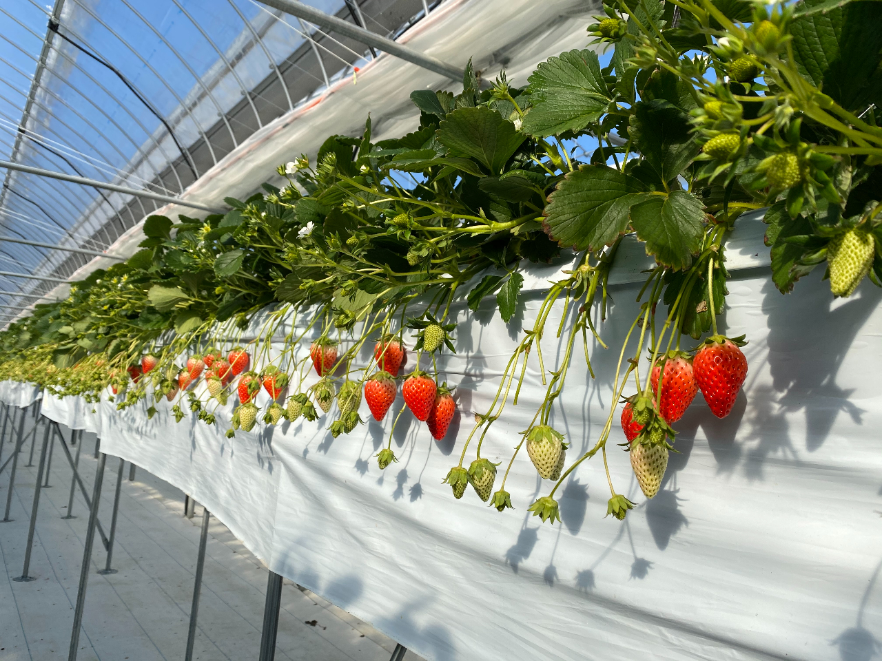 レーン貸切 45分食べ放題 章姫 採れ立ていちごでパフェ作りもできる 1月より新規open 感染症対策あり 石川いちご農園 じゃらん遊び体験