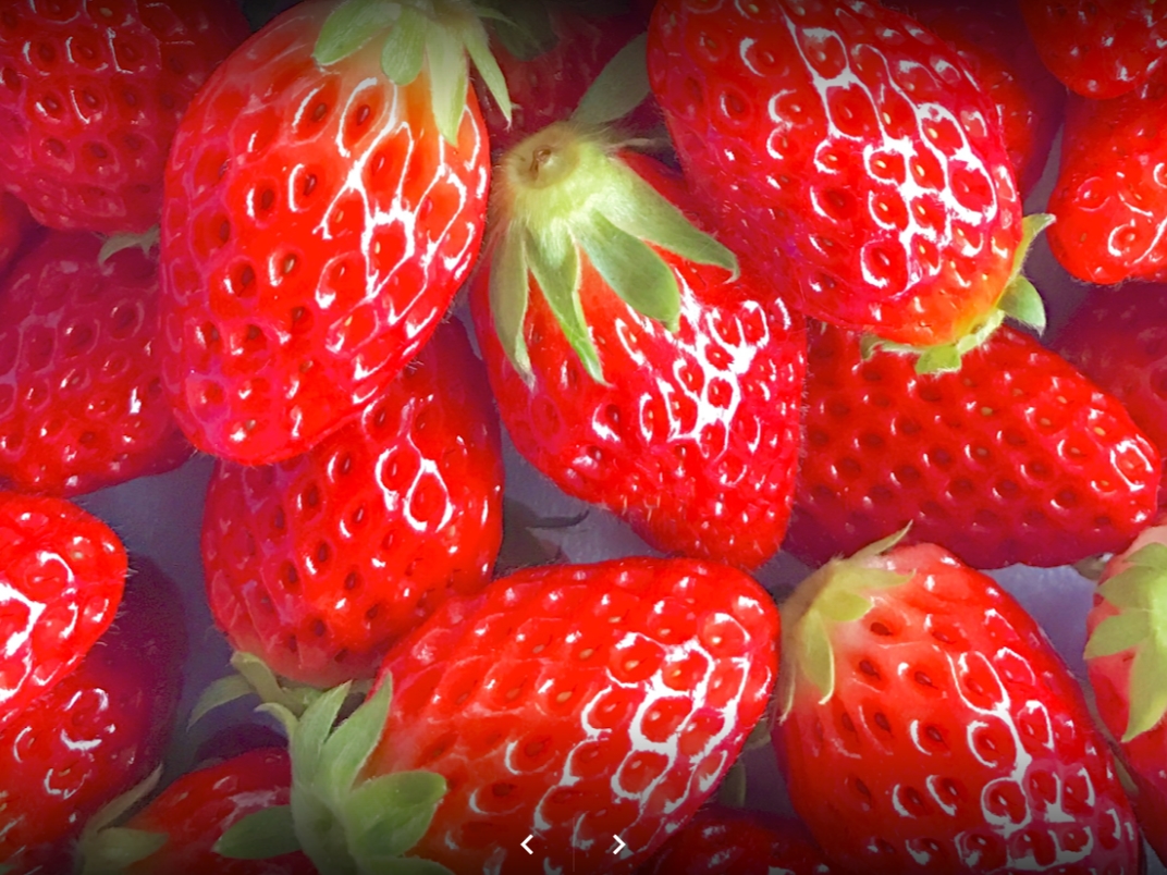 【岐阜・恵那/いちご狩り】〈2026★1/8~5/31★〉持ち込みOK☆レーン貸...