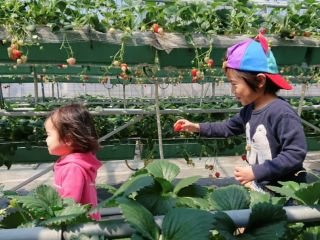 高設栽培なので小さなお子様も摘み取りができます♪